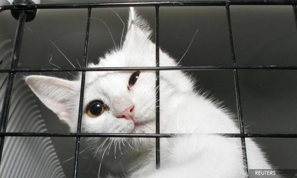 Kucing rumah perlindungan