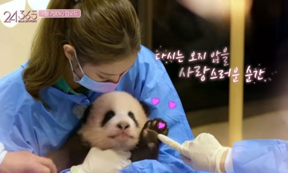 Blackpink undang kemarahan kerana cemerkap sentuh anak panda