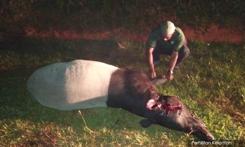 Tapir jantan mati dilanggar di Kuala Krai
