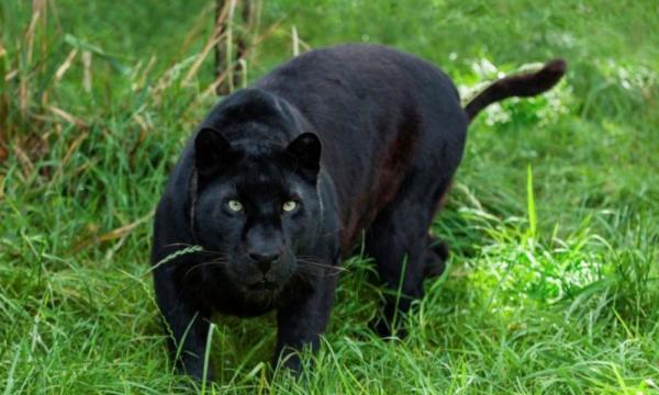 black panther attacking